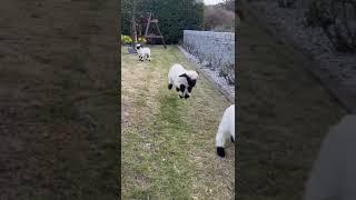 cute lambs playing : Baby Valais Blacknose sheep bouncing -  viral video