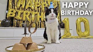 I'm Celebrating 10 AMAZING Years with My Party Cat!