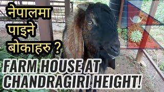 ।VIST MY FARM HOUSE IN CHANDRAGIRI ।नेपालैमै गरे के हुन्न?।DOCTORZENIUS। Sandeep GC Official