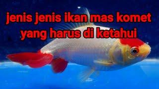 Jenis jenis ikan mas komet