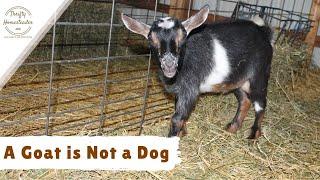 Your Goat is Not a Dog