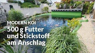 Eine Wasseranalyse an Jan Teich | Modern Koi Blog #7243