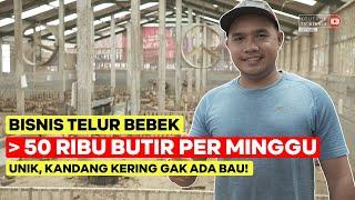 BISNIS TELUR BEBEK, LEBIH DARI 50 RIBU BUTIR PER MINGGU, UNIK KANDANG KERING GAK ADA BAU!