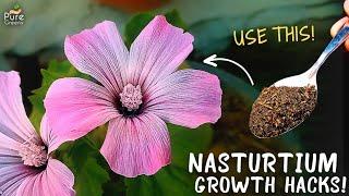 Nasturtium Plant Care Tips! (Max. Flowering)