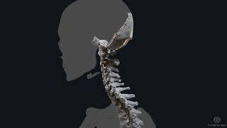 Human Anatomy Explained: The Ultimate Guide of Cervical Spine Movements | Anatomy.app