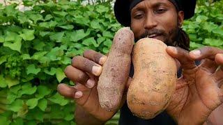 Sweet Potatoes || From Supermarket To Soil ||Olle Gardens Raised Bed