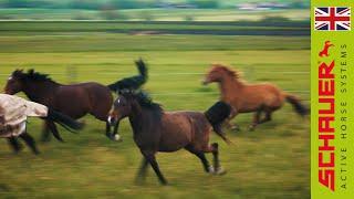 Modern Active Horse Stable - Systems!