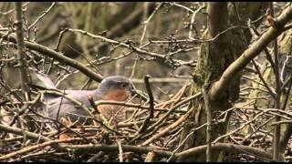 FIRST 15 MINUTES OF THE SECRET LIFE OF THE SPARROWHAWK DVD