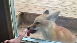 Cute fox pup licking my door