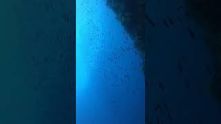 IKAN LAUT MATAHARI #penyelam #shortvideo #video #dive #penyelam #laguteduh #teduh