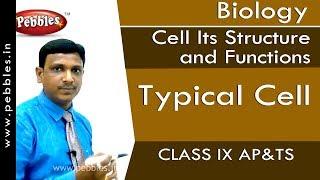 Typical Cell : Cell Its Structure and Functions | Biology | Class 9