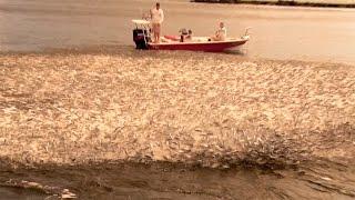 Epic Mullet Migration in Florida