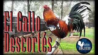 El gallo descortés