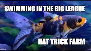 SHUBUNKIN AND COMET GOLDFISH SHOWCASE |SINGLE TAIL GOLDFISH  | HAT TRICK FARM| COMMON GOLDFISH