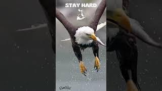 STAY HARD