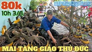 3/8  Săn mai phôi rẻ Long An từ 80k giảo Thủ Đức ở vườn mai vàng Ngọc Huyên