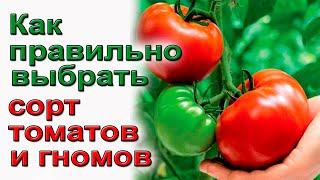 Где взять урожайные сорта томатов и гномов .