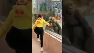 Chinese girl dance  Gorilla monkey#viral