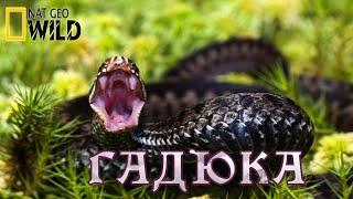 Смертоносные змеи - Гадюки. #Документальный фильм. National Geographic
