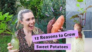 12 Reasons to Grow SWEET POTATOES // The Best Permaculture Plant