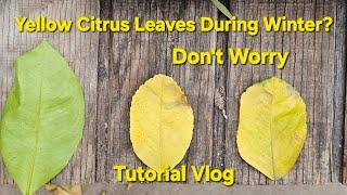 Leaves On Your Citrus Trees Turning Yellow This Winter? / These Facts Saved Our Trees