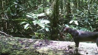 Camera trap video of bay cat in Central Kalimantan (Indonesia Borneo)