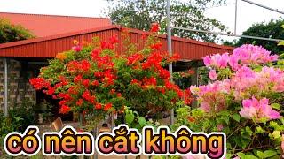 Cây hoa giấy có nên cắt cành liên tục hay không