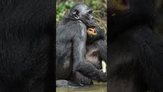 Bonobo Fact-Bonobos are Great Apes, not Monkey #apes #monkey #animalsfacts