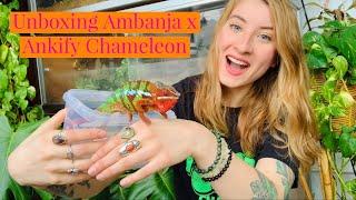 Unboxing Panther Chameleon From Frams Chams!!!