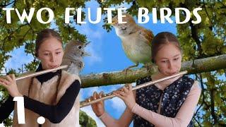 Joachim Johow - Two flute birds 1.