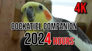 4K Cockatiel Companion 4 Hours of Birds for your Cockatiel.