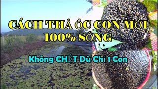 Cách Thả Ốc Bươu Con Sống Khỏe 100% - Ốc Bươu, Ốc Nhồi Giống Nha Trang, Khánh Hòa. 0812480000