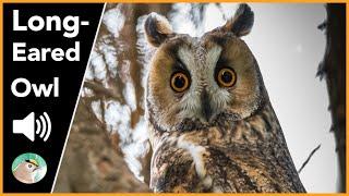 Long-eared Owl - Sounds