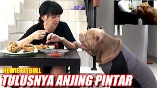 PENGEN NANGIS ! TERNYATA INI YANG DILAKUKAN HEWIE PITBULL #hewiepitbull