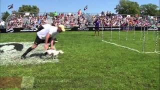 30 Weave Up and Back Final Heat - Incredible Dog Challenge 2015 Boston, MA