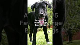 [Top5] America's Large breed dog. So Cute