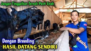 Jatuh Cinta Ke Breeding, Cukup Modal Sekali Hasil Selamanya