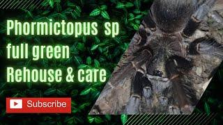 ULTRA RARE!!!! phormictopus sp full green TARANTULA rehouse & care