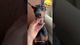 FAILS - Dogs Are Awesome - VERY FUNNY!  #shorts #fails #funnyvideos #viral