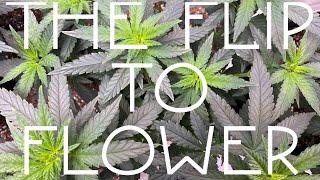 Growing photoperiod cannabis with Grow Dots! The flip to flower!