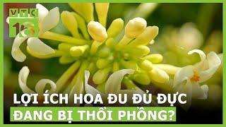 Công dụng của hoa đu đủ đực đang bị thổi phồng ? | VTC16