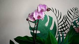 ORCHIDEA PHALENOPSIS YU PIN LADY "MAGIC ART"(TUTORIAL SEMPLICE parte 1)#shorts #youtubeshorts