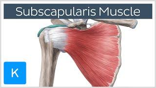 Subscapularis Muscle - Origin, Insertion, Innervation & Action - Human Anatomy | Kenhub