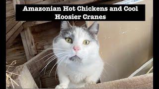 Amazonian Hot Chickens and Cool Hoosier Cranes