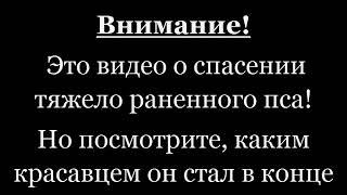 Юраги бушлар курмасин. Каранг инсон нималарга кодир эмас