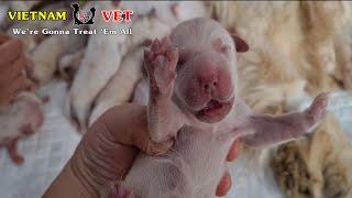 How Baby Newborn Golden Retriever Look Like? Animal Vet Clinic