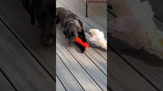 The cutest parrot and dog in the world #cockatoo #parrot #dog #friends #cute #funny #animals #shorts