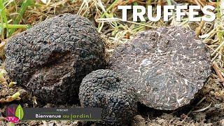 TOUT SAVOIR SUR LA TRUFFE : HISTOIRE, NATURE, CUISINE ET CULTURE DU DIAMANT NOIR DES GASTRONOMES