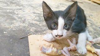 إطعام قطط الشوارع المسكينة التى تعيش معانا داخل ورشة النجارة / قطط صغيرة كيوت