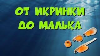 От икринки до малька